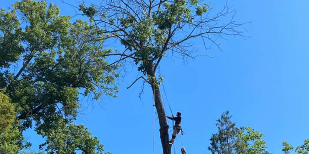 tree trimming techniques